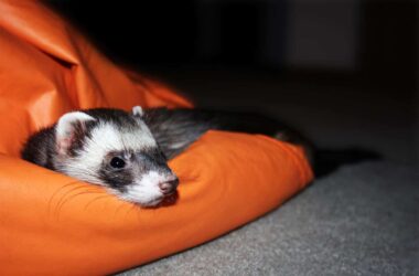 Caring for a Ferret