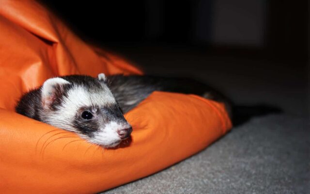 Caring for a Ferret
