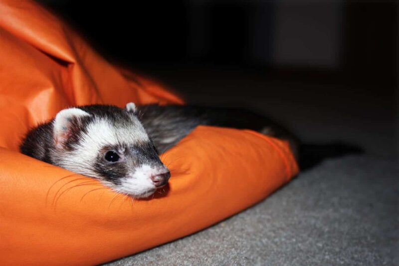 Caring for a Ferret