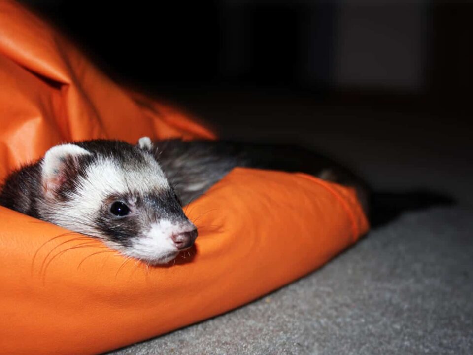 Caring for a Ferret