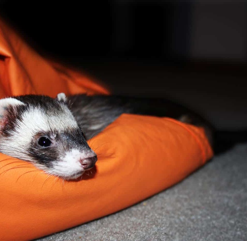 Caring for a Ferret