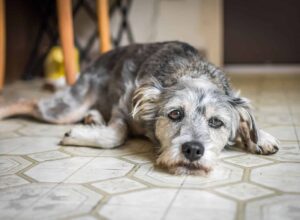 Depressed Pet