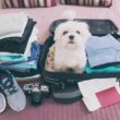 Traveling With Your Pet