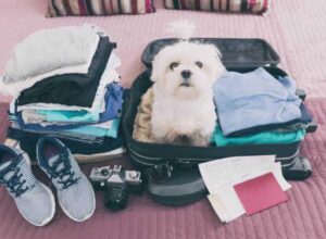 Traveling With Your Pet