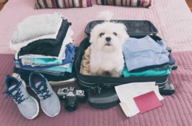 Traveling With Your Pet