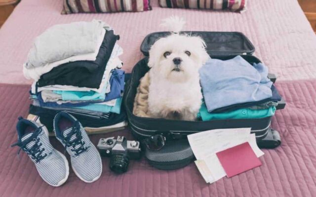 Traveling With Your Pet