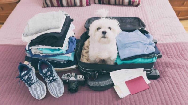 Traveling With Your Pet