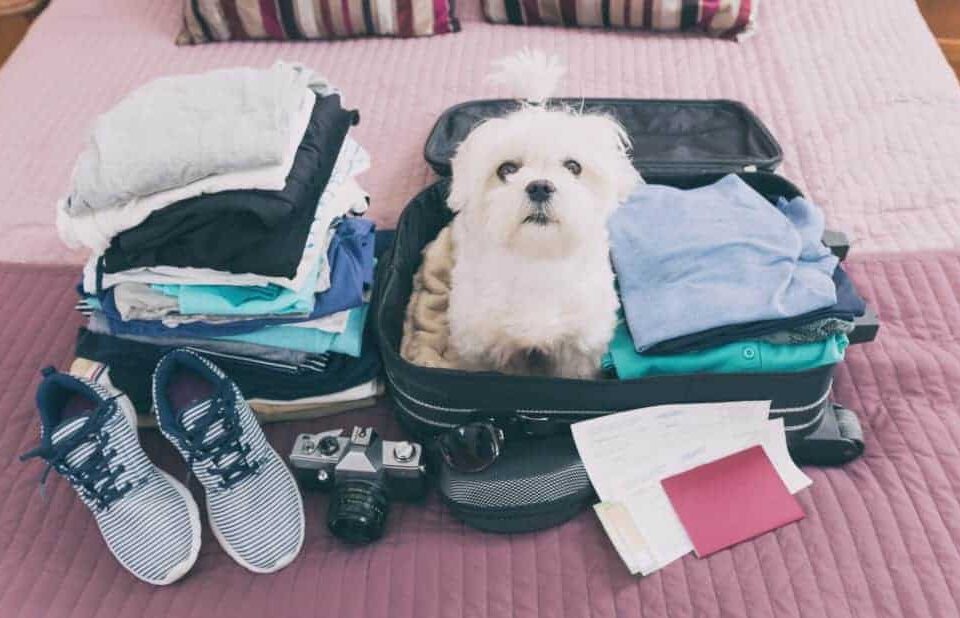 Traveling With Your Pet