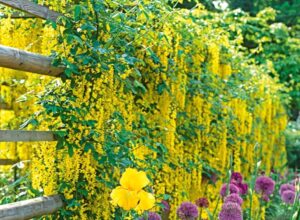 Climbing Plants