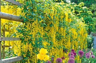 Climbing Plants