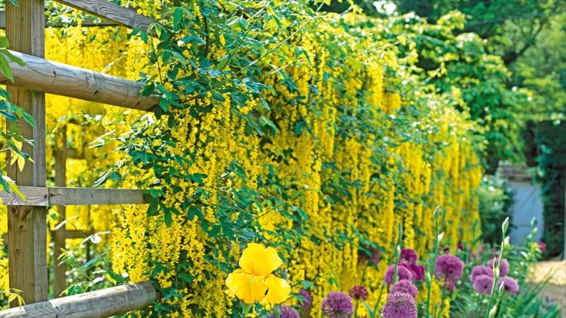 Climbing Plants