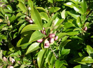 Magnolia Figo