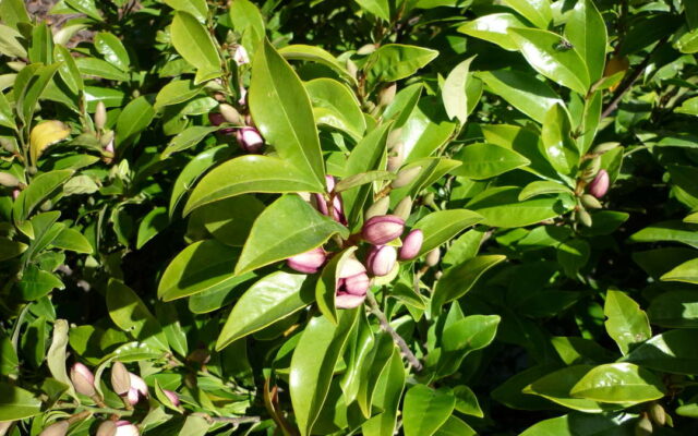 Magnolia Figo