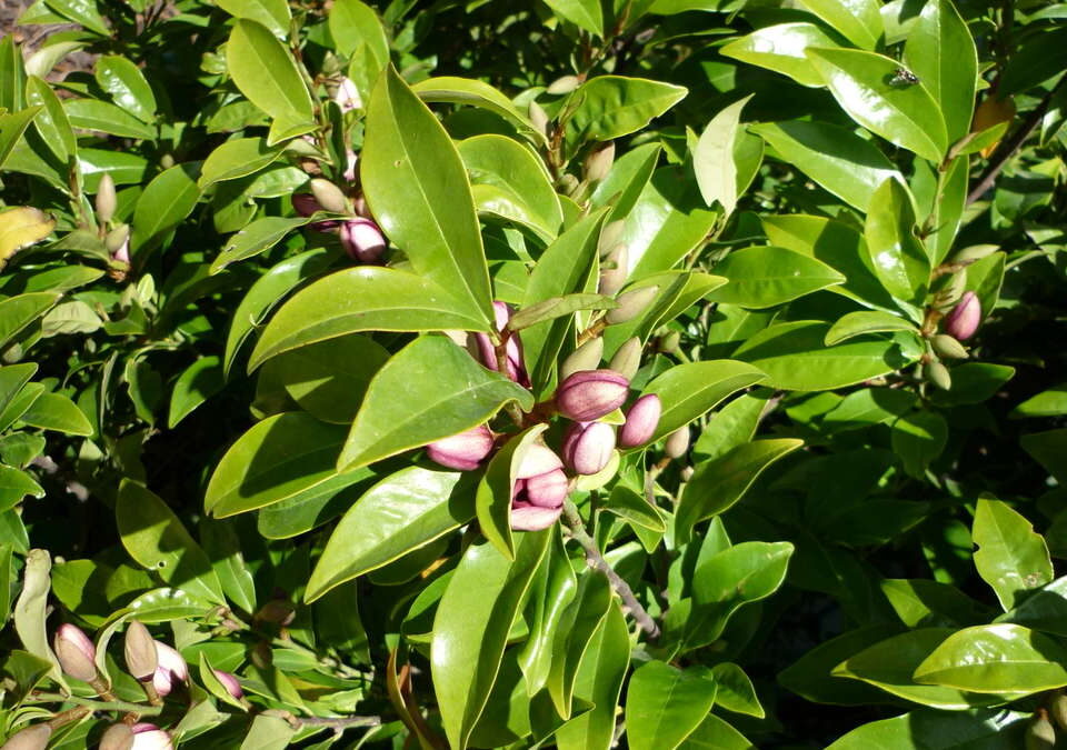 Magnolia Figo