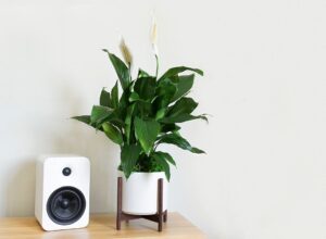 Peace Lily