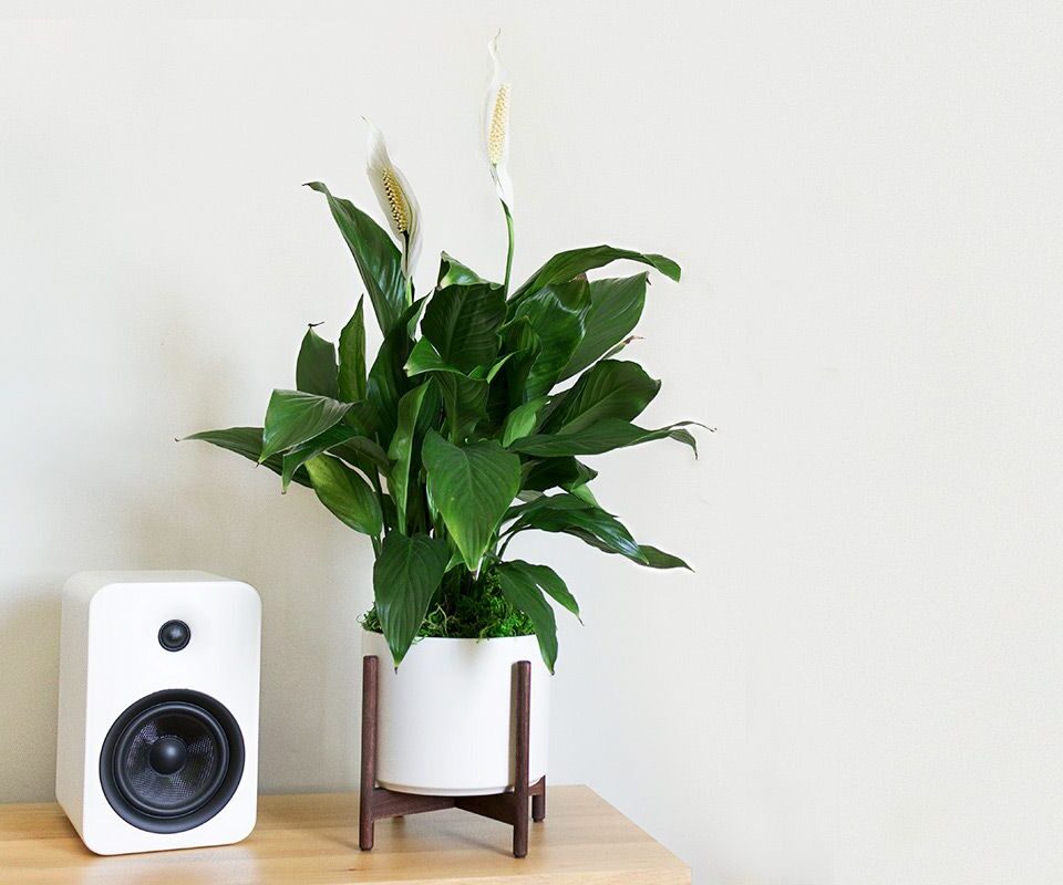 Peace Lily