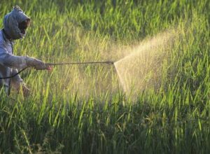 Insecticides