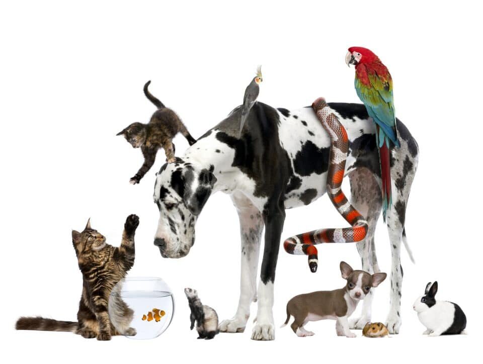 pets