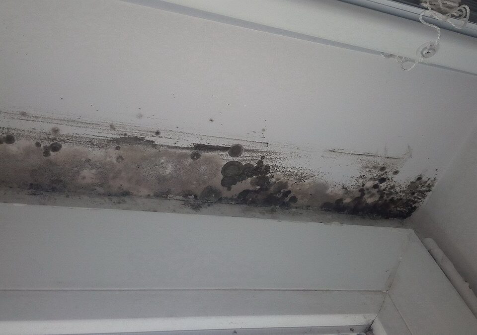 Mold