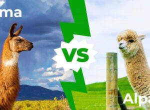 Alpaca Vs Llama
