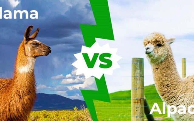 Alpaca Vs Llama