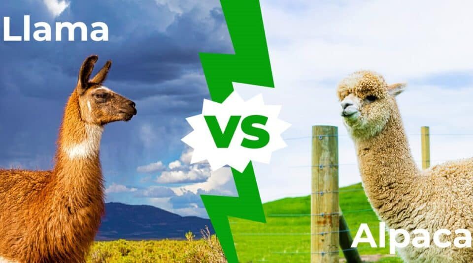 Alpaca Vs Llama
