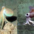 Octopus Vs Squid