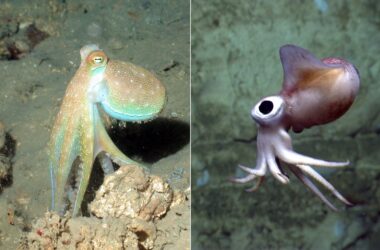 Octopus Vs Squid