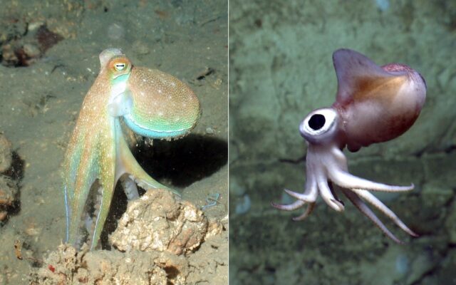Octopus Vs Squid