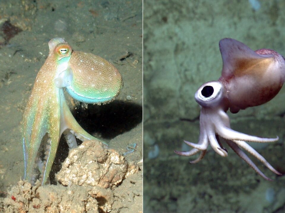 Octopus Vs Squid