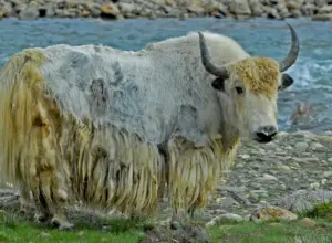 Wild Yaks Vs Domestic Yaks
