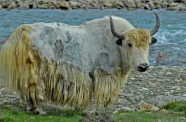 Wild Yaks Vs Domestic Yaks