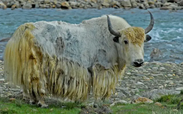 Wild Yaks Vs Domestic Yaks