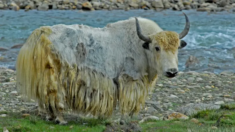 Wild Yaks Vs Domestic Yaks