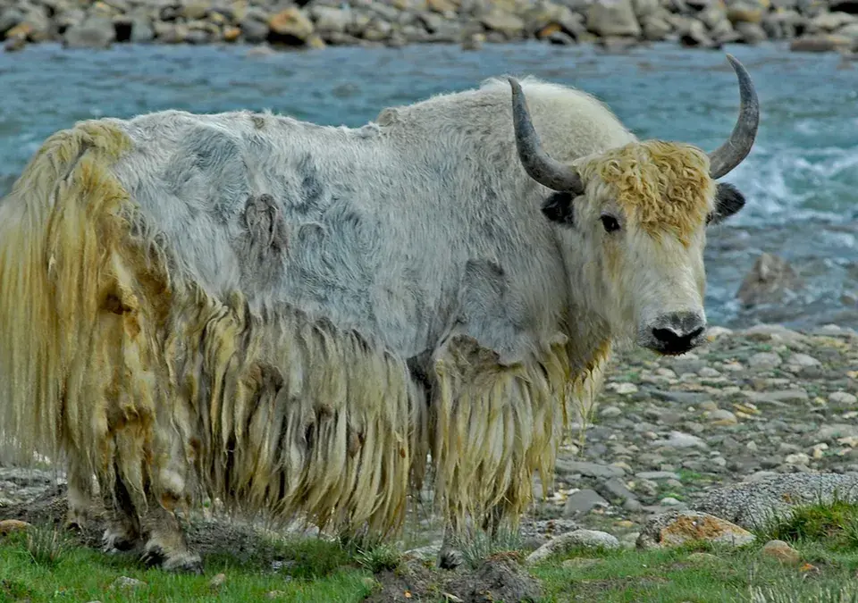 Wild Yaks Vs Domestic Yaks