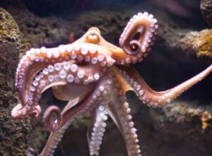 Arm of the Octopus