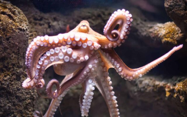 Arm of the Octopus