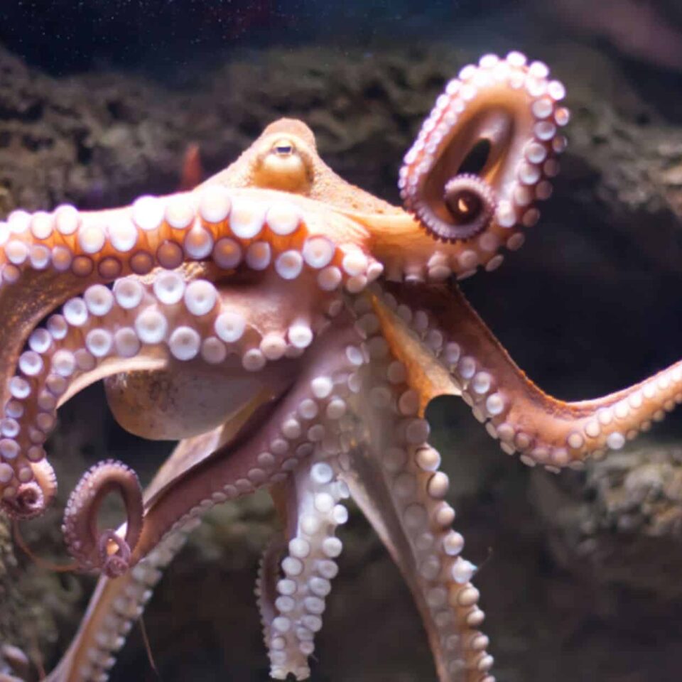 Arm of the Octopus