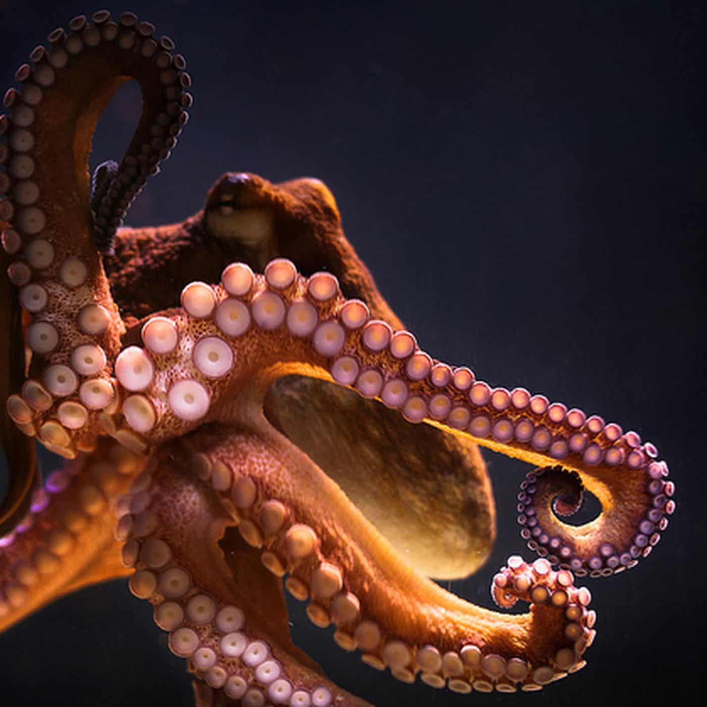 Arm of the Octopus