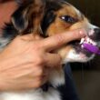 Brushing Your Dog Teeth