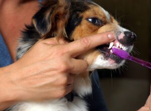 Brushing Your Dog Teeth