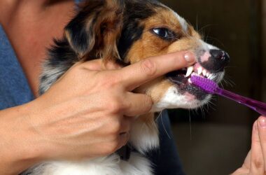 Brushing Your Dog Teeth