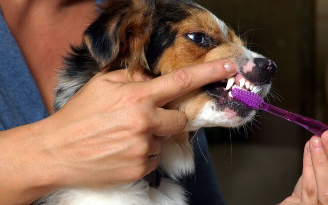 Brushing Your Dog Teeth