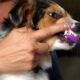 Brushing Your Dog Teeth