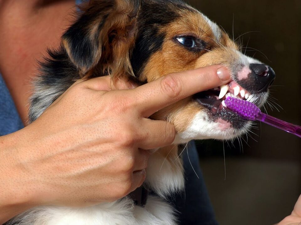 Brushing Your Dog Teeth