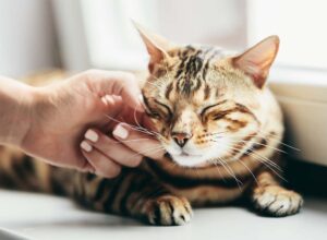 Cats Purr