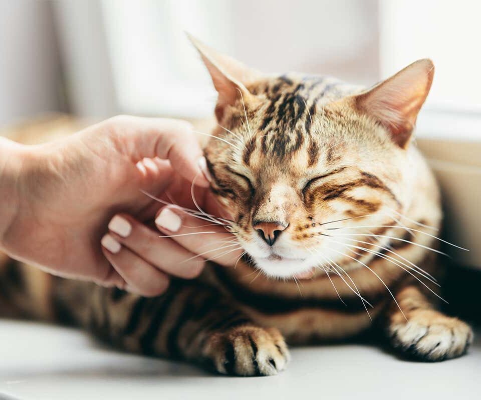 Cats Purr