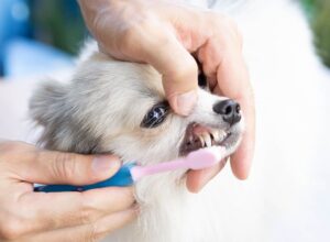 Dog Toothpaste