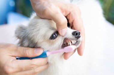 Dog Toothpaste