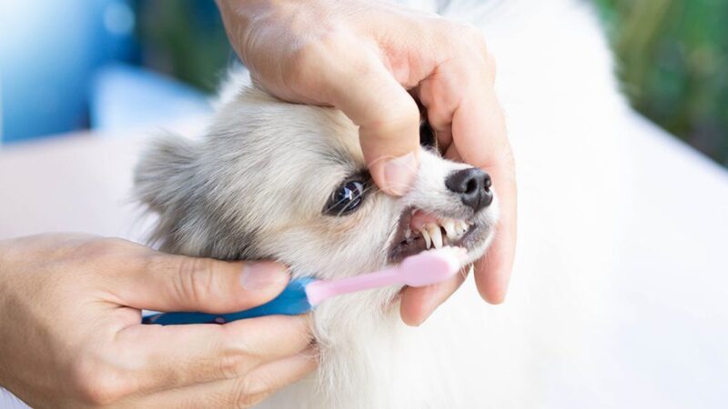 Dog Toothpaste